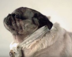 A Pug Can be Our Hero – This Documentary Reminds Us Just How Special Pugs Are!