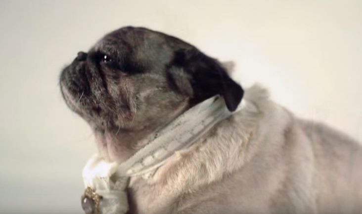 pug history