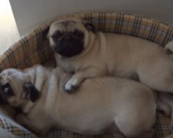 Two Snuggling Pugs Will Remind You What Love is All About