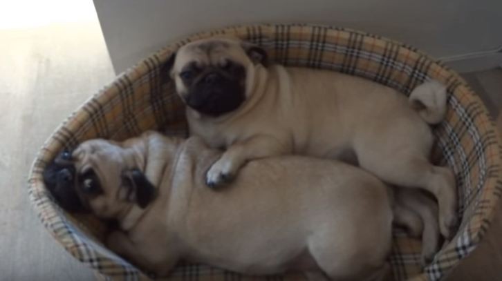 pug hugs