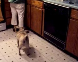 Pug Imitates the Sound of a… Blender?! If This isn’t a Crack Up I Don’t Know What Is!