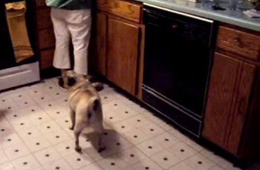 pug intimidating a blender