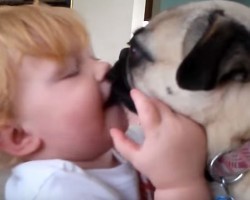 (VIDEO) This Darling Video Compilation of Pugs and Babies Explains Why They’re BFF’s for Life!