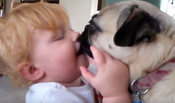 pug kiss with child