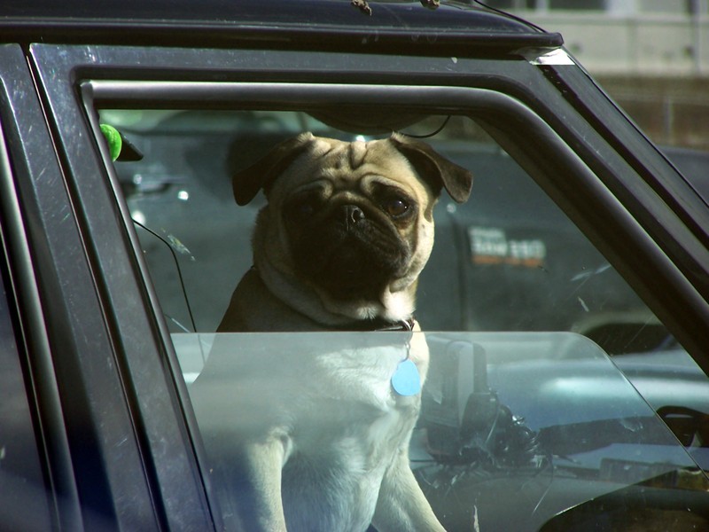 pug looking out the car window