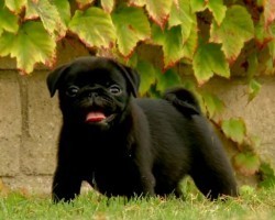 I Squealed With Delight When I Saw These Precious Pug Puppies – Aww!