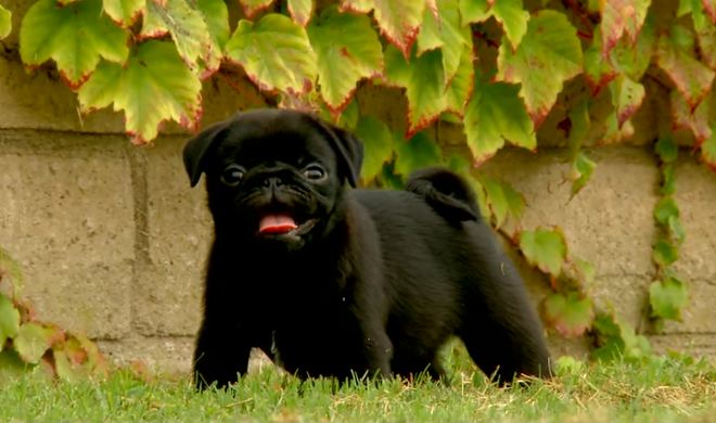 pug puppy love