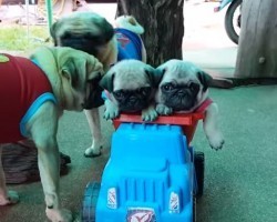 (VIDEO) Pug Puppies in a Truck?! OMG if This isn’t Adorable I Don’t Know What Is!