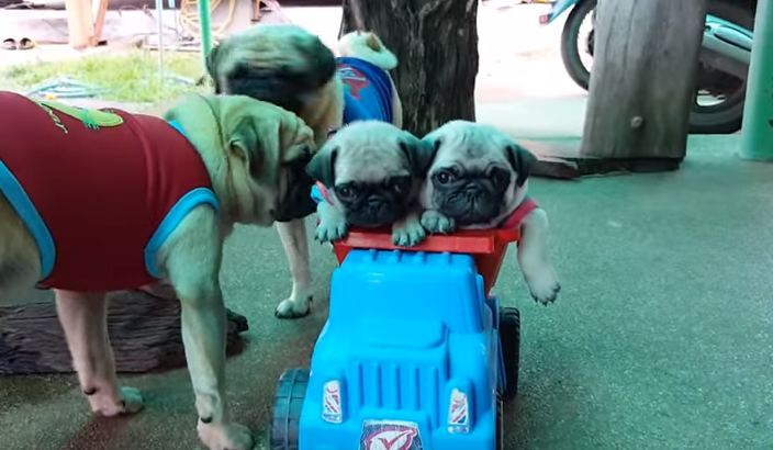 pug puppies in a truck