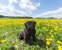 BEWARE: Check Out This List of 12 Flowers That Can Harm Your Doggy!