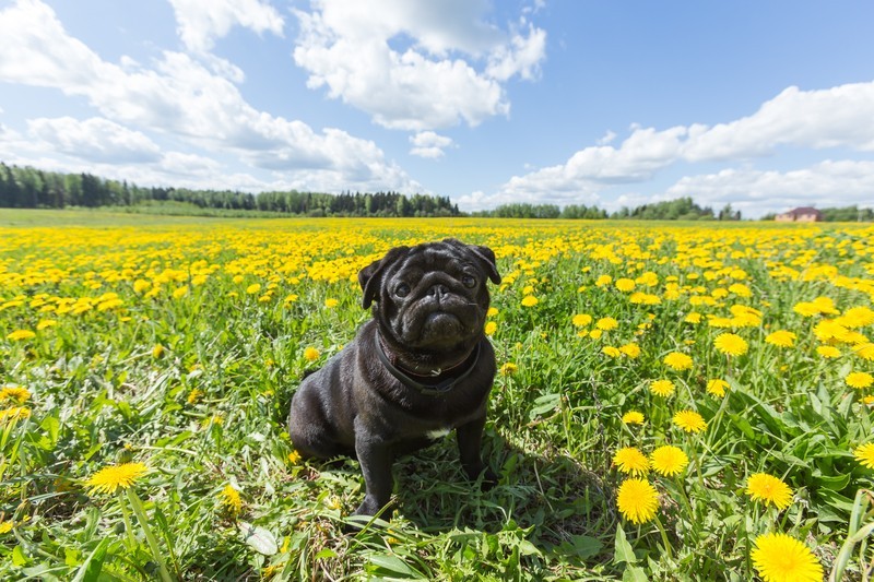 pug puppies in the flowers