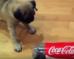 (Video) Cute Pug Puppy Attacks a… Coke Bottle?! This is Making Everyone’s Day!
