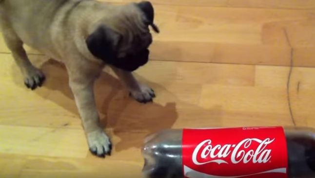 pug puppy and coke bottle