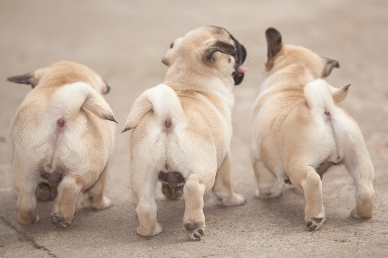 pug puppy butts