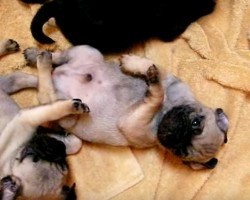 (VIDEO) Itty Bitty Pug Puppies Are Sleeping Soundly and Then THIS Happens…