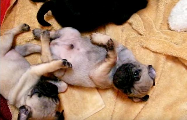 pug puppy wake up call