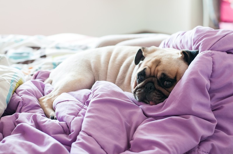 pug resting on a purple bed