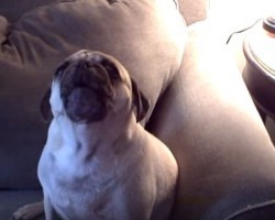 Pug Sings a Duet with Olivia Newton John and the Rest is History!