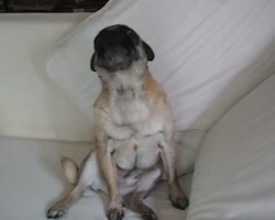 This Pug’s Hidden Talent Will Knock You Off Your Feet!