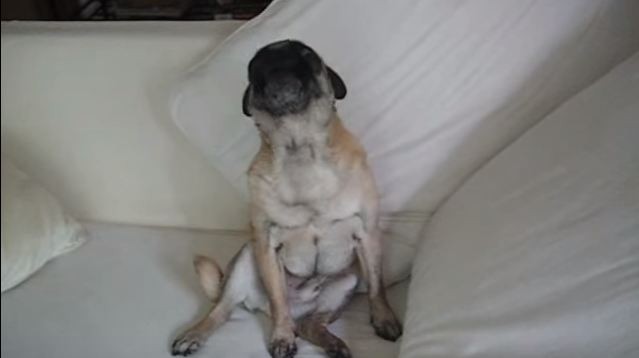 pug singing