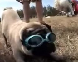 Pug Goes on an Incredible Adventure With His Owner – What They Do, Mind Boggling!