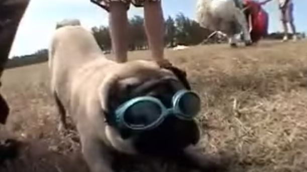 pug skydiving