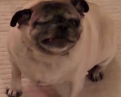 Sophia the Pug Sneezes Non-Stop, and All the While Her Expressions Crack Us Up!