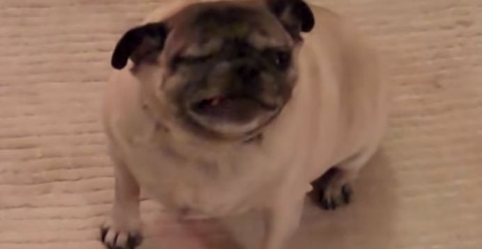 pug sneezing attack