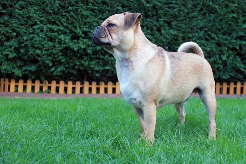 pug standing on the grass