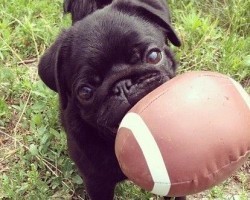 How to Keep Fido Safe Amidst All of the Super Bowl Festivities