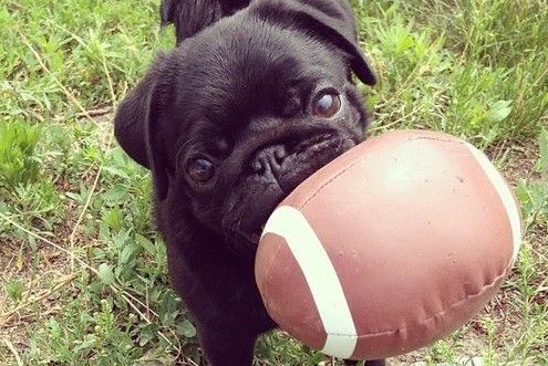 pug super bowl