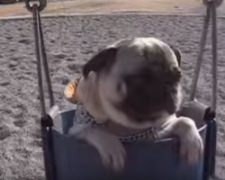 Life is Sweet… for a Pug on a Swing!