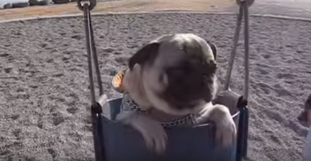 pug swinging