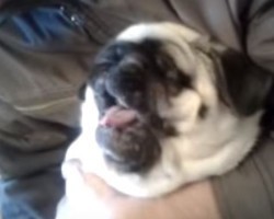This VERY Vocal Pug Will Have You Saying OMG! The Noises He Makes Are Insane!