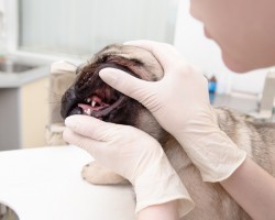 Signs You’re Not Taking Care of Your Pup’s Teeth and How to Correct That ASAP