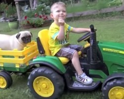 A Pug Tractor… Pull?! Just Wait Until You See THIS!
