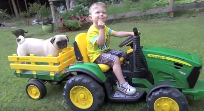 pug tractor pull