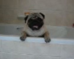 When a Pug Wants Rescuing From Bath Time, You’ll be in Shock What He Screams Out!