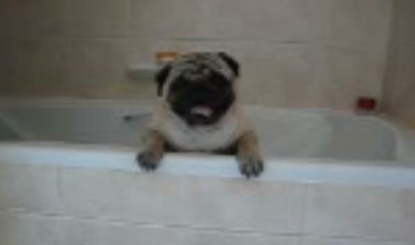 pug trying to escape the tub