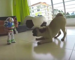 The Battle Between This Pug Puppy and Buzz Lightyear is the Cutest Battle I’ve Ever Seen!