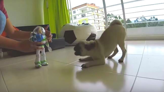 pug vs Buzz Lightyear