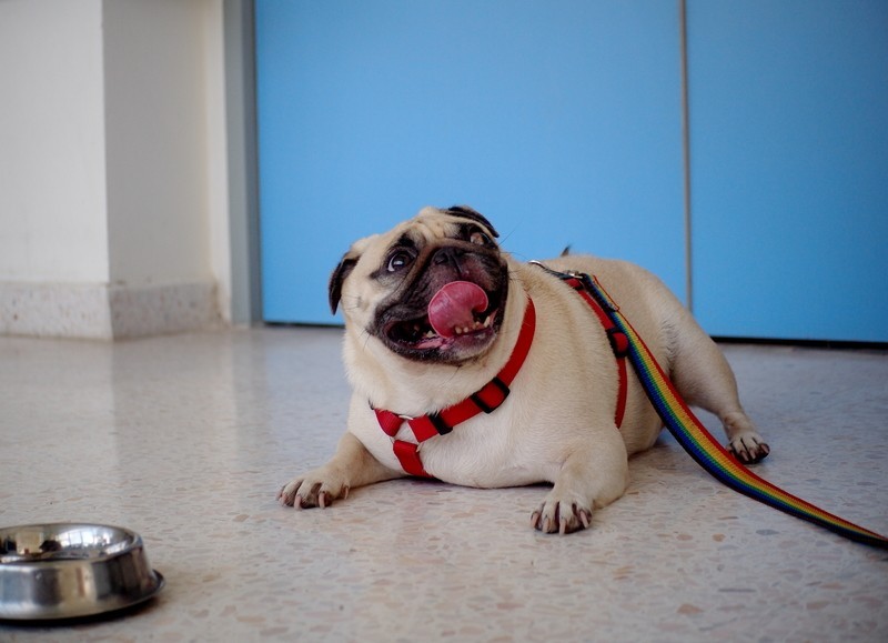 pug waiting for a walk