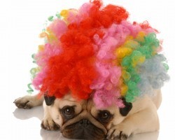 Why Dying Fido’s Hair May be Fun for You but Not the Greatest of Ideas for Him