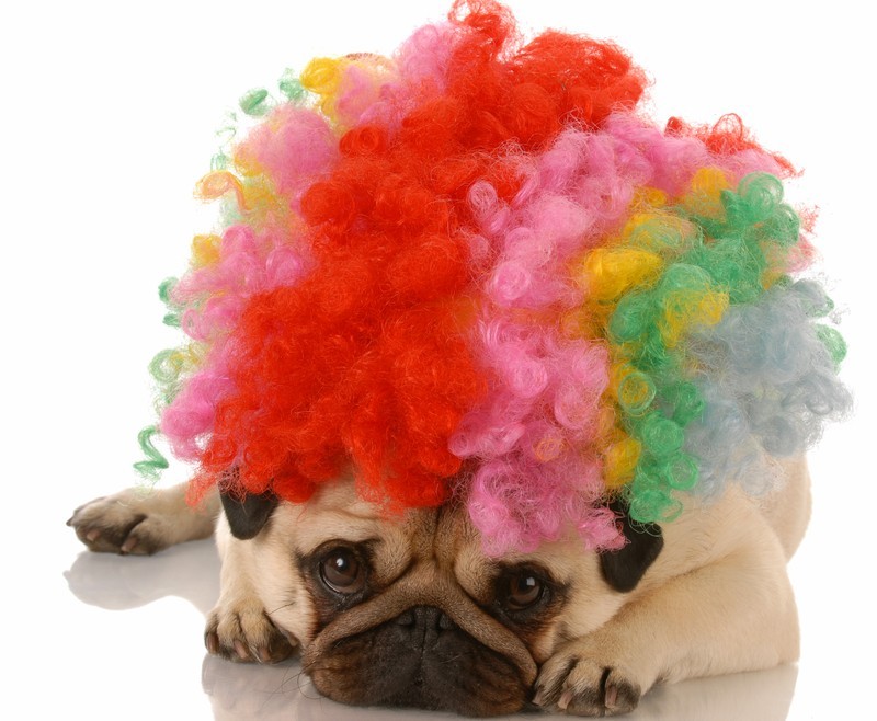 pug with a colorful wig