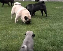 (VIDEO) When These Silver Pug Puppies Romp Around and Play with Other Pugs, We Can’t Help but Smile (and Melt)!