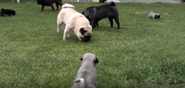 pugs wondering around