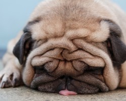 Skin Conditions in Pugs That You Should Know About… BEFORE They Take Place