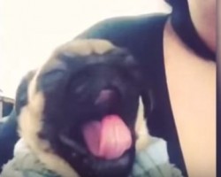 This Baby Pug Has the Most Adorable Yawns – What a Cutie!