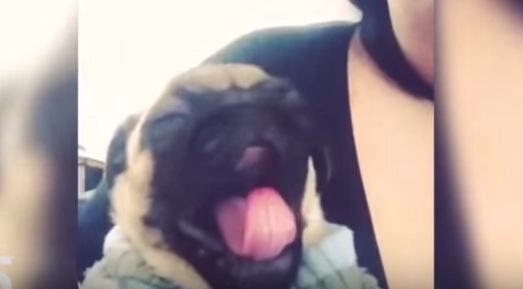 pug yawn