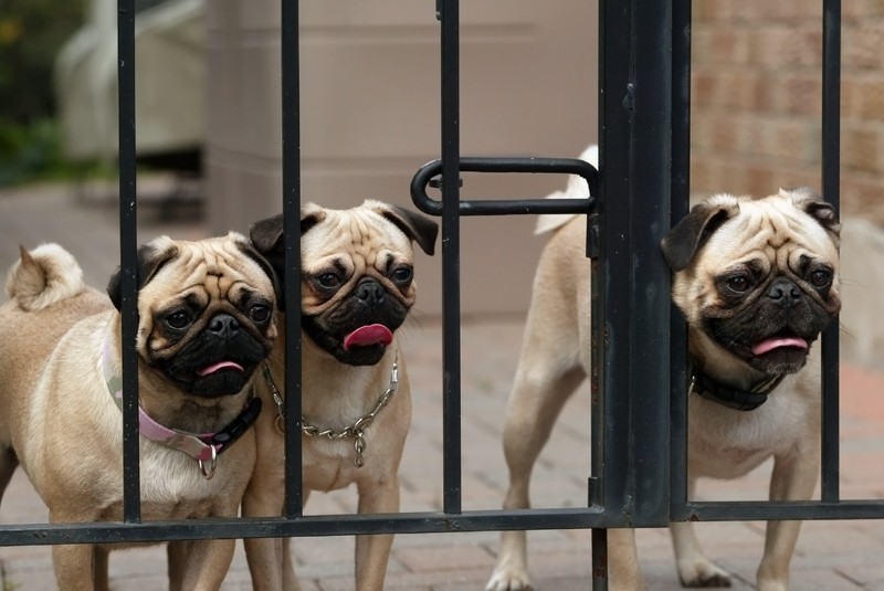 pugs behind a fence